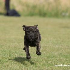 Staffordshire bull terrier Carla “Amaizing-Nelly”