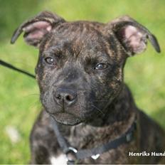 Staffordshire bull terrier Carla “Amaizing-Nelly”