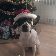 Dansk svensk gaardhund Luna