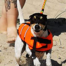 Dansk svensk gaardhund Luna