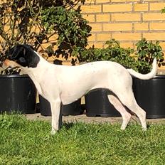 Dansk svensk gaardhund Luna