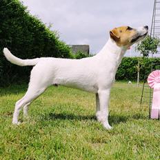 Parson russell terrier HiJacks 5th I'm always Spot on