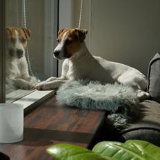Parson russell terrier HiJacks 5th I'm always Spot on