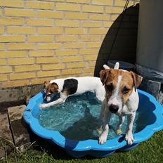 Parson russell terrier HiJacks 5th I'm always Spot on