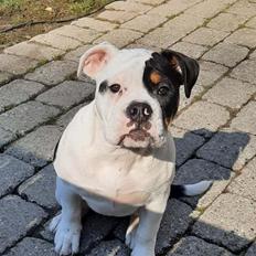 Olde english bulldogge Purple