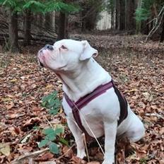 Olde english bulldogge Lotus