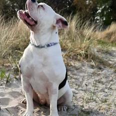 Olde english bulldogge Lotus