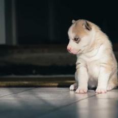 Siberian husky Mesmocan Red Sixteen (Luna) 