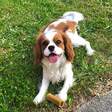 Cavalier king charles spaniel Nuggi