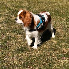 Cavalier king charles spaniel Nuggi