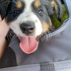 Border collie Maxi