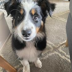 Border collie Maxi