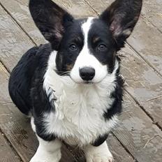 Welsh corgi cardigan Macushla Macree Obsidian Butterfly 