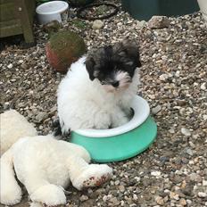 Løwchen Holtevejen’s Miss Ford Focus