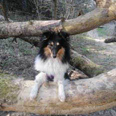 Shetland sheepdog Sheltiedream British Beloved Bizzy