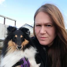 Shetland sheepdog Sheltiedream British Beloved Bizzy