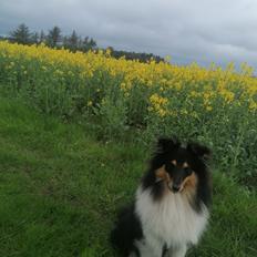 Shetland sheepdog Sheltiedream British Beloved Bizzy