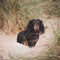 Dværggravhund Sveske