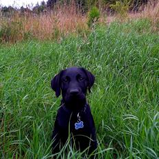 Labrador retriever Svendsen 