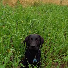 Labrador retriever Svendsen 