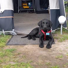 Labrador retriever Svendsen 