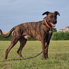 Blanding af racer Kenai
