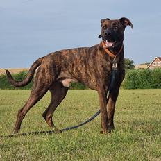 Blanding af racer Kenai