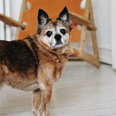 Blanding af racer Feike 