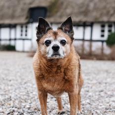 Blanding af racer Feike 