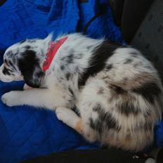 Australian shepherd Saga