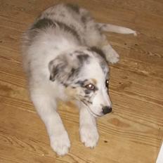 Australian shepherd Saga