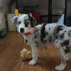 Australian shepherd Saga