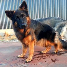 Schæferhund Almebo's Rimmie. (Aika).