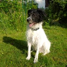 Blanding af racer Hund nr 008