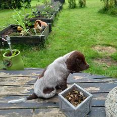 Kleiner münsterländer Balder