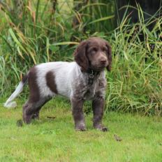 Kleiner münsterländer Balder