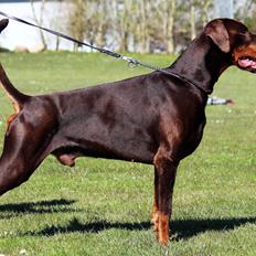 Dobermann Utah