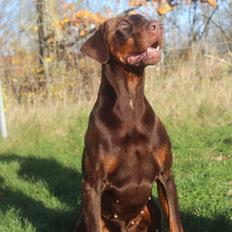 Dobermann Utah