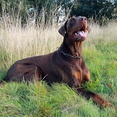 Dobermann Utah