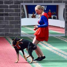 Australsk kelpie Sirius 