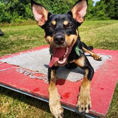 Australsk kelpie Sirius 