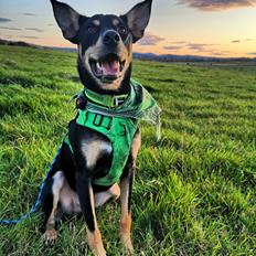 Australsk kelpie Sirius 