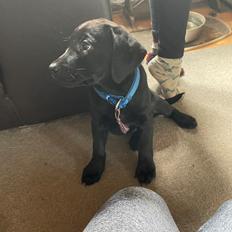 Blanding af racer Sallie