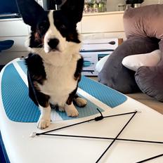 Welsh corgi cardigan Eddie