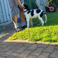 Blanding af racer Chase