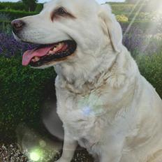 Blanding af racer †Puk†