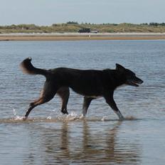 Blanding af racer Nessie