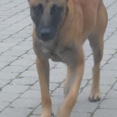 Malinois IGP3 Esh Codi-Fin 