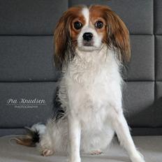 Blanding af racer Fiibi Himmelhund