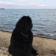 Newfoundlænder bjørn